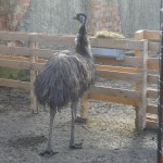 Emu hnedý, samica